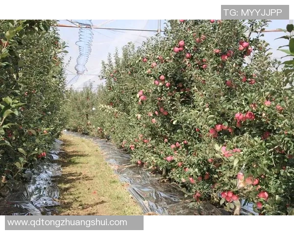 果园生态种植与可持续发展探索：从土壤管理到果品品质提升的综合路径